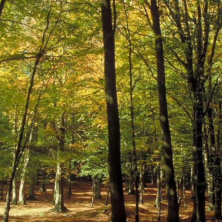 Aigle Noir Fontainebleau Mgallery Zewnętrze zdjęcie